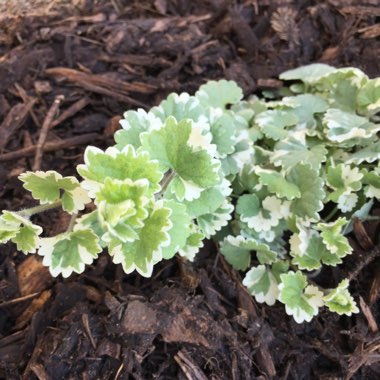 Ground ivy