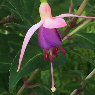 Fuchsia (Half-Hardy)