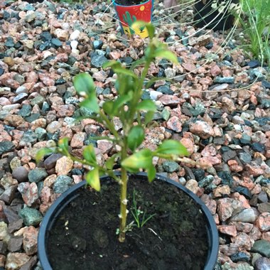 Evelina's garden