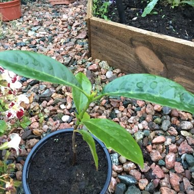 Evelina's garden