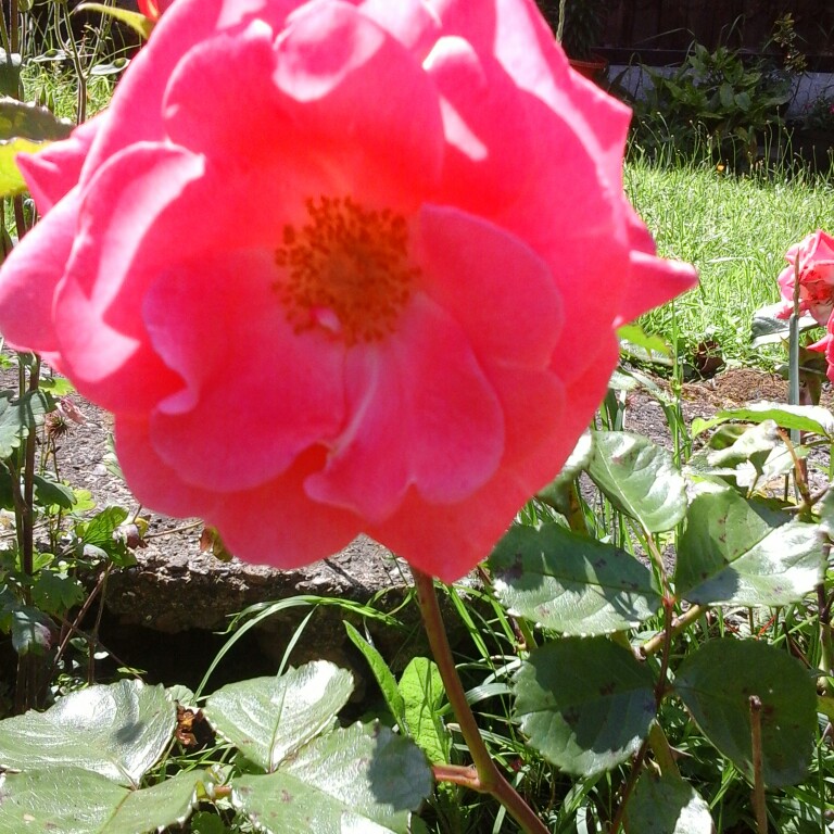 Christine's garden