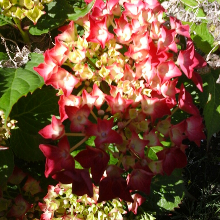 Christine's garden