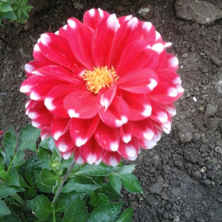 Christine's garden