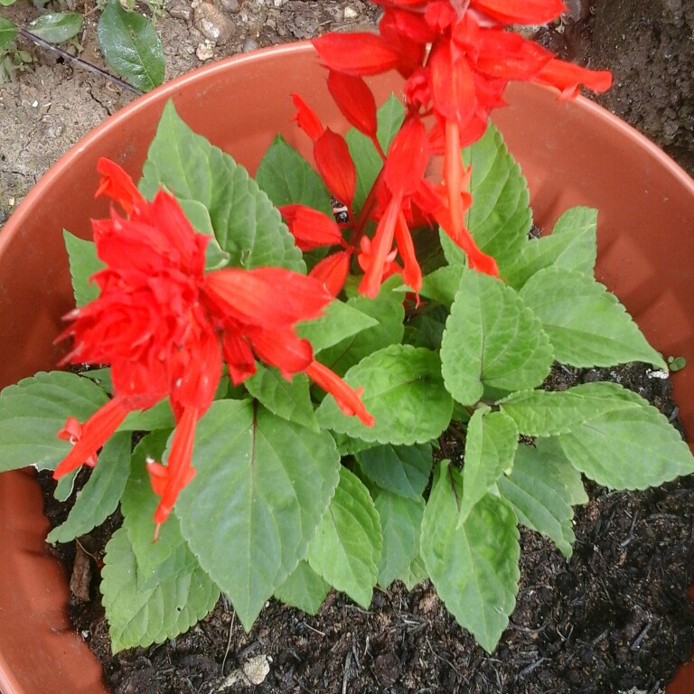 Christine's garden