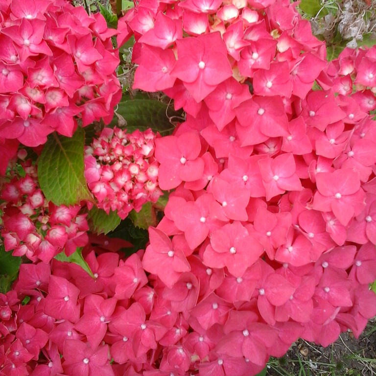 Christine's garden