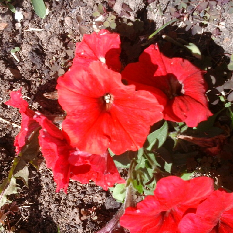 Christine's garden