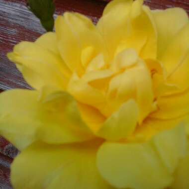Christine's garden