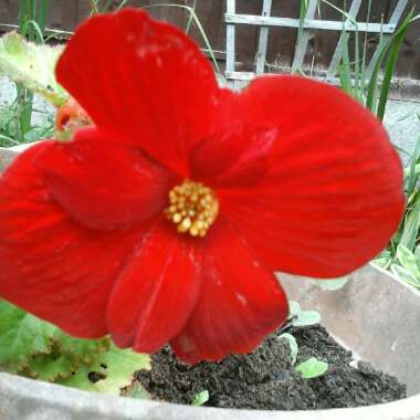 Christine's garden