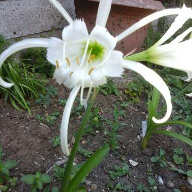 Christine's garden