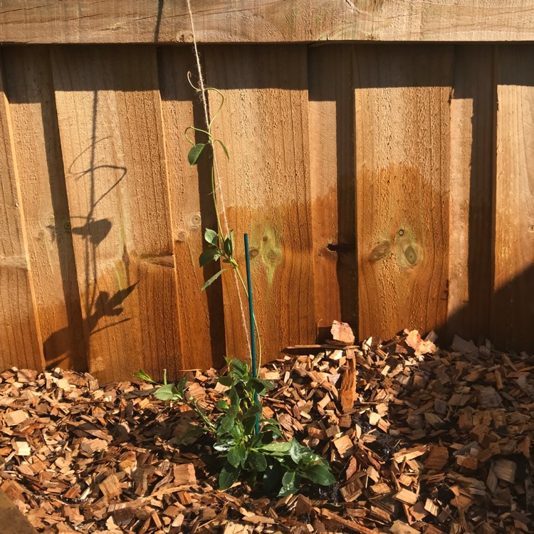 Plant image Mandevilla diamantina Topaze 'Vermillon'