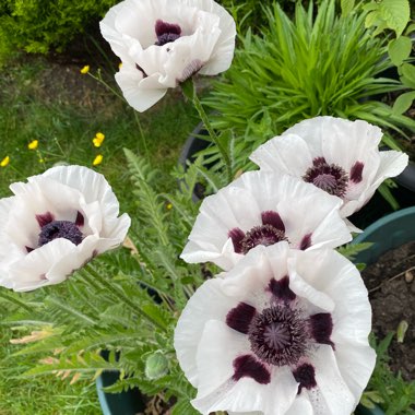 Evelyn's garden