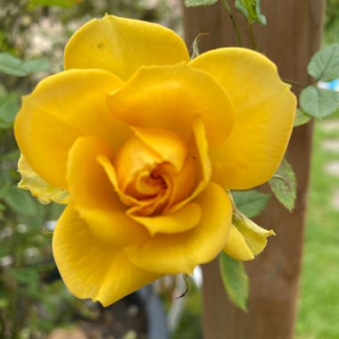 Evelyn's garden