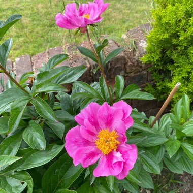 Evelyn's garden