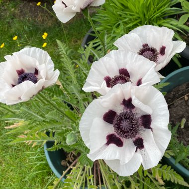 Evelyn's garden