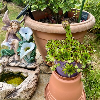 Evelyn's garden