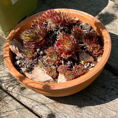 Evelyn's garden