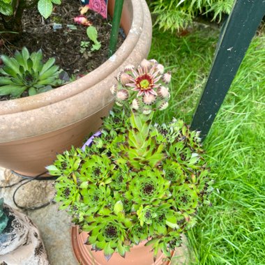 Evelyn's garden
