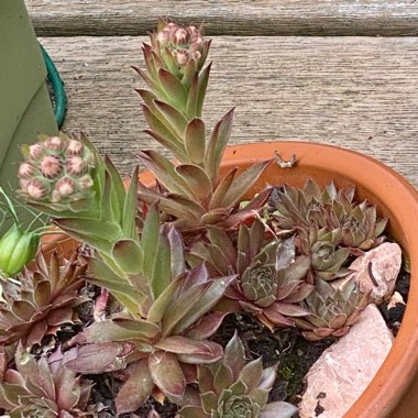 Evelyn's garden