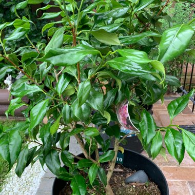 Camellia 'Pink'
