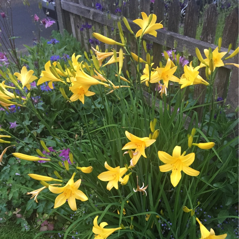 Eve's garden