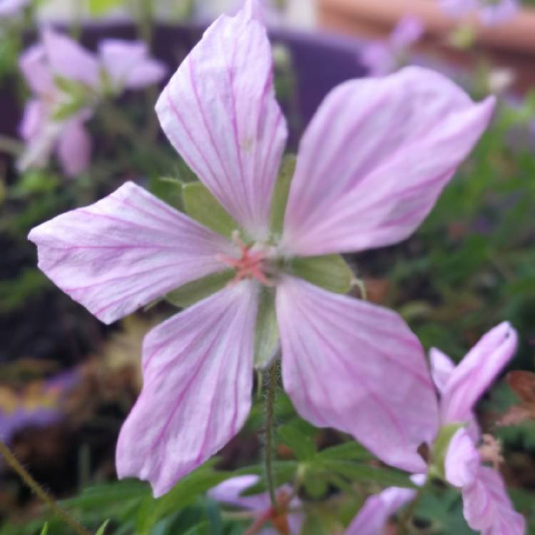 plant image 1088709