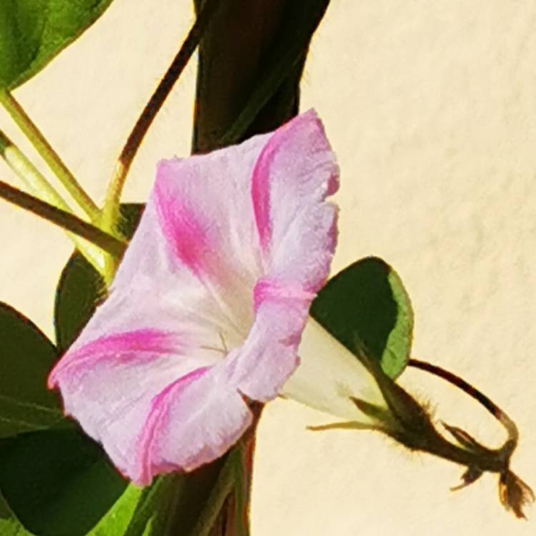 Plant image Ipomoea purpurea 'Carnival de Venezia'
