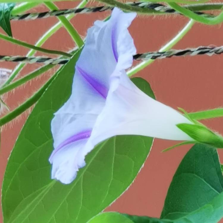 plant image 1149967