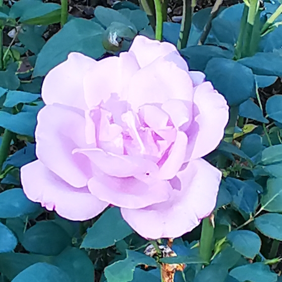 plant image 1156192