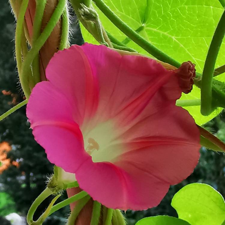 plant image 1160071