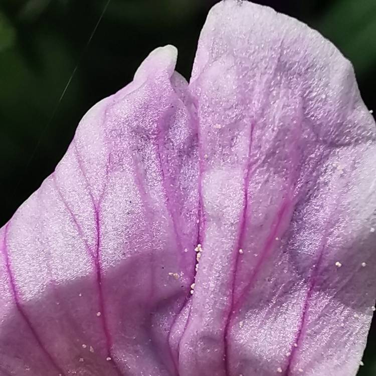 plant image 1279780