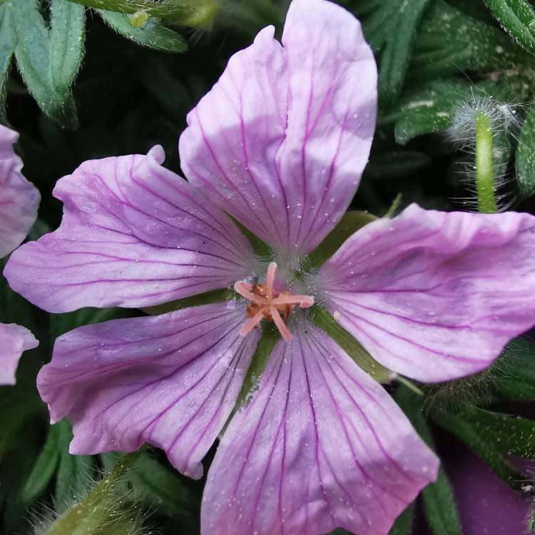 plant image 1279781