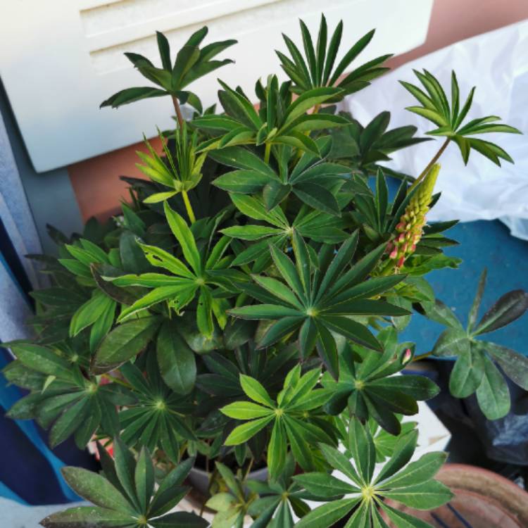 plant image 1319573