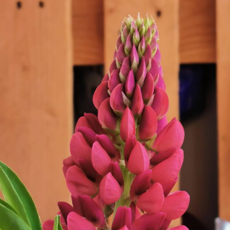 plant image 1328349