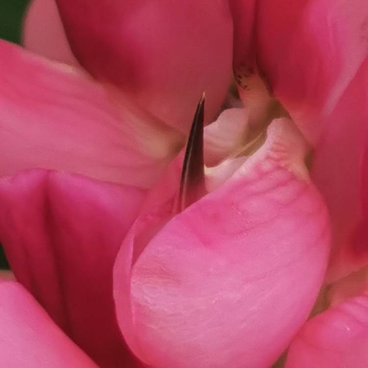 plant image 1328351