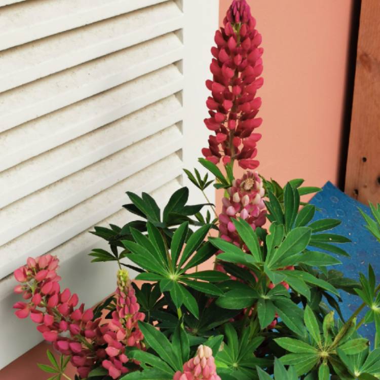 plant image 1331557