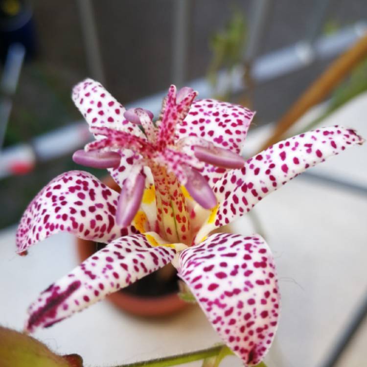 plant image 917048