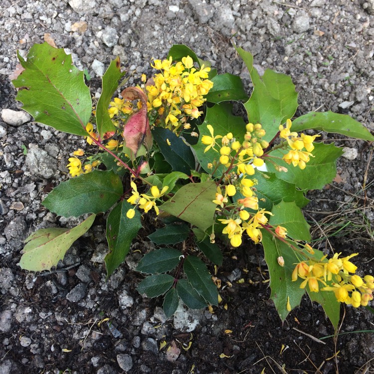 Plant image Mahonia Aquifolium 'Apollo'