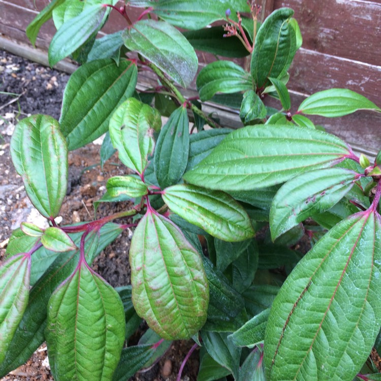 Plant image Viburnum davidii