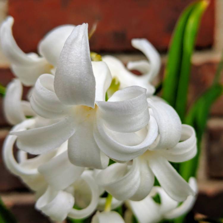 Plant image Hyacinthus orientalis 'City of Haarlem'
