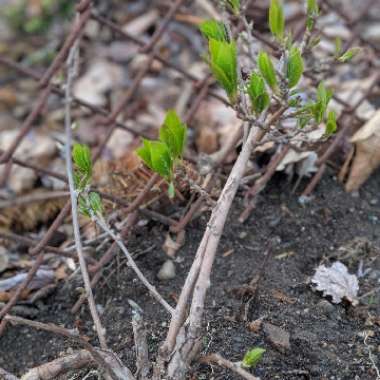 Actinidia arguta
