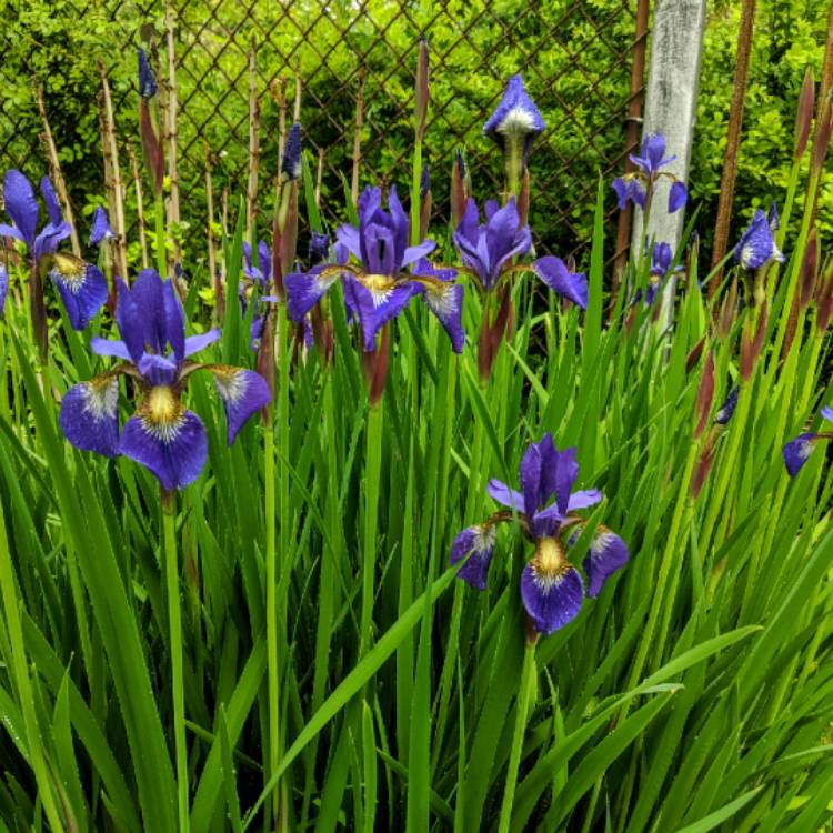 plant image 1313661 plant image 1313661