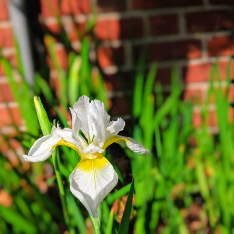 plant image 1314872 plant image 1314872