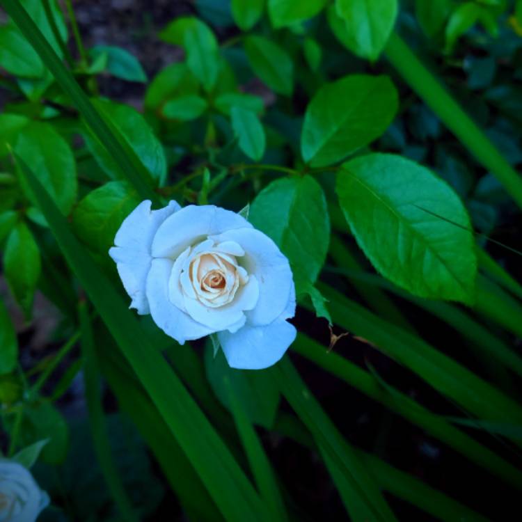 plant image 1352486 plant image 1352486