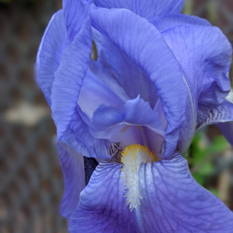 plant image 1484626 plant image 1484626