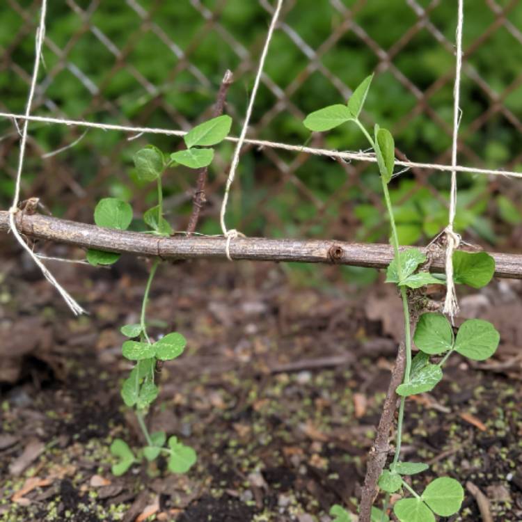 plant image 1488415