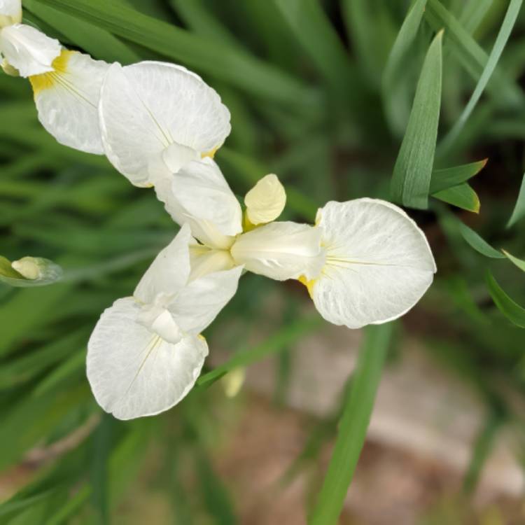 plant image 1488416 plant image 1488416