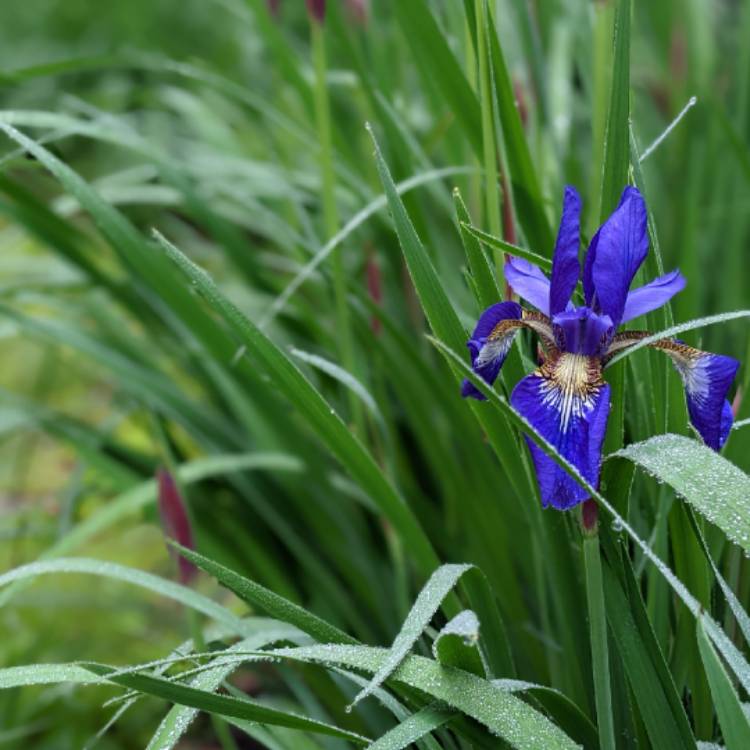 plant image 1590901 plant image 1590901