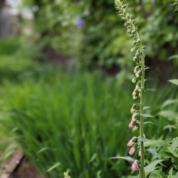 plant image 1592263 plant image 1592263