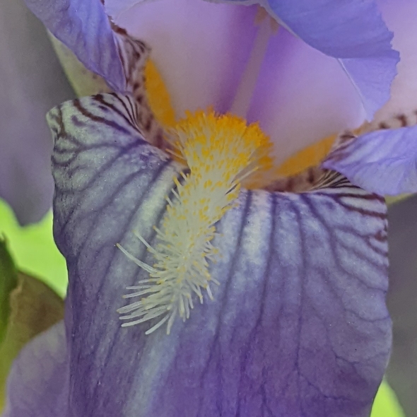 plant image 1592651 plant image 1592651