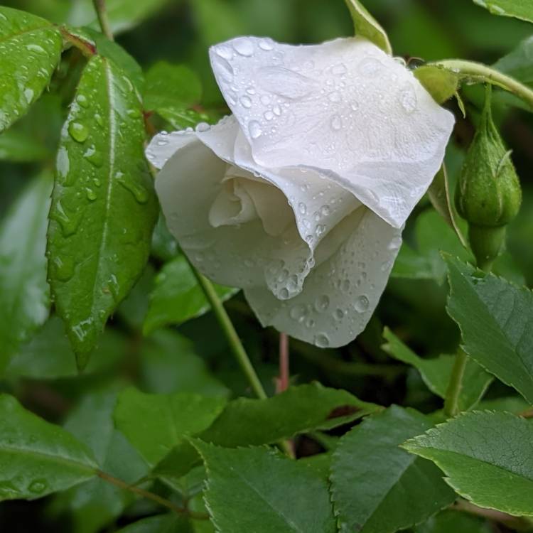 plant image 1593726 plant image 1593726